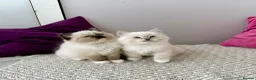 Ragdoll cats for sale: TICA registered ragdoll kittens - Advert 13