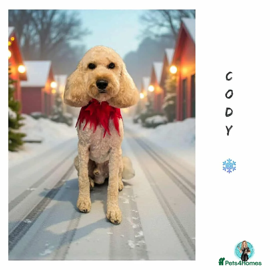 Cockapoo dogs for stud: Male  - Advert 4