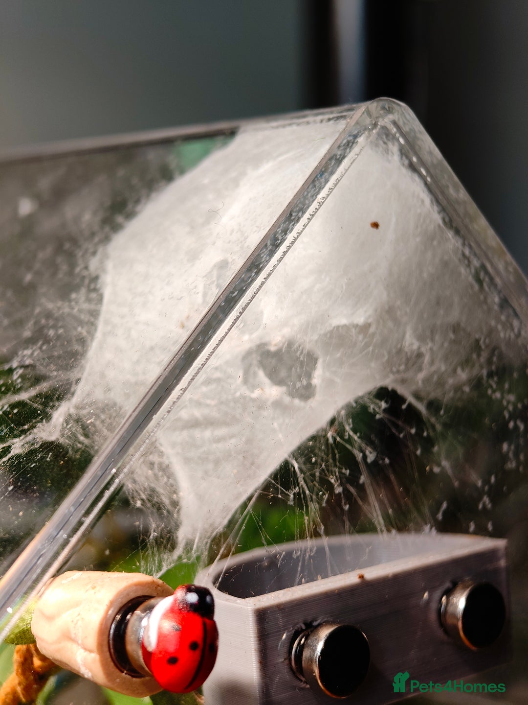 Spiders invertebrates for sale: 3 x female young adult jumping  spiders phidippus - Image 3