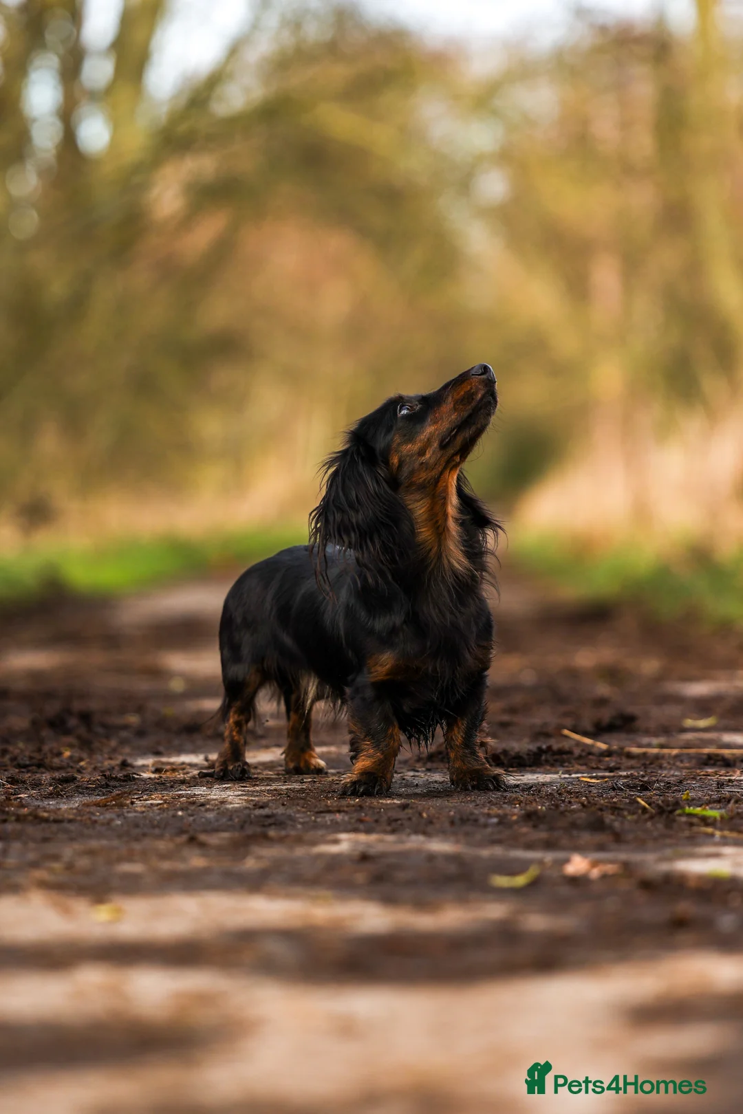 Miniature Dachshund dogs for stud: Exceptional brindle longhaired Stud  - Advert 2