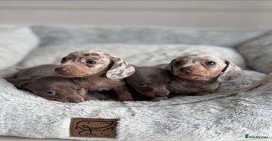 Miniature Dachshund dogs - Advert 2