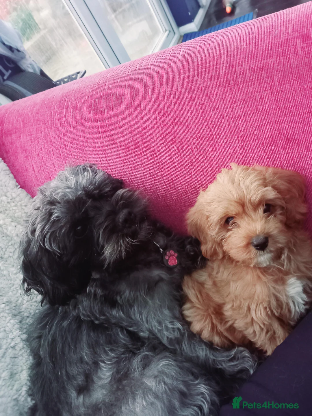 Cavapoo dogs for sale: Last male cavapoo f2 pup ready now - Advert 1