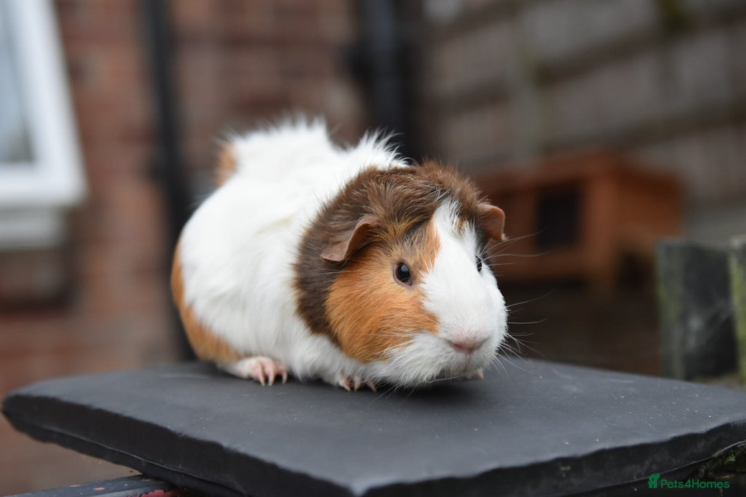 Guinea Pig rodents for sale: 9 Month Old Male Guinea Pigs Looking For Homes in Wigan - Image 14