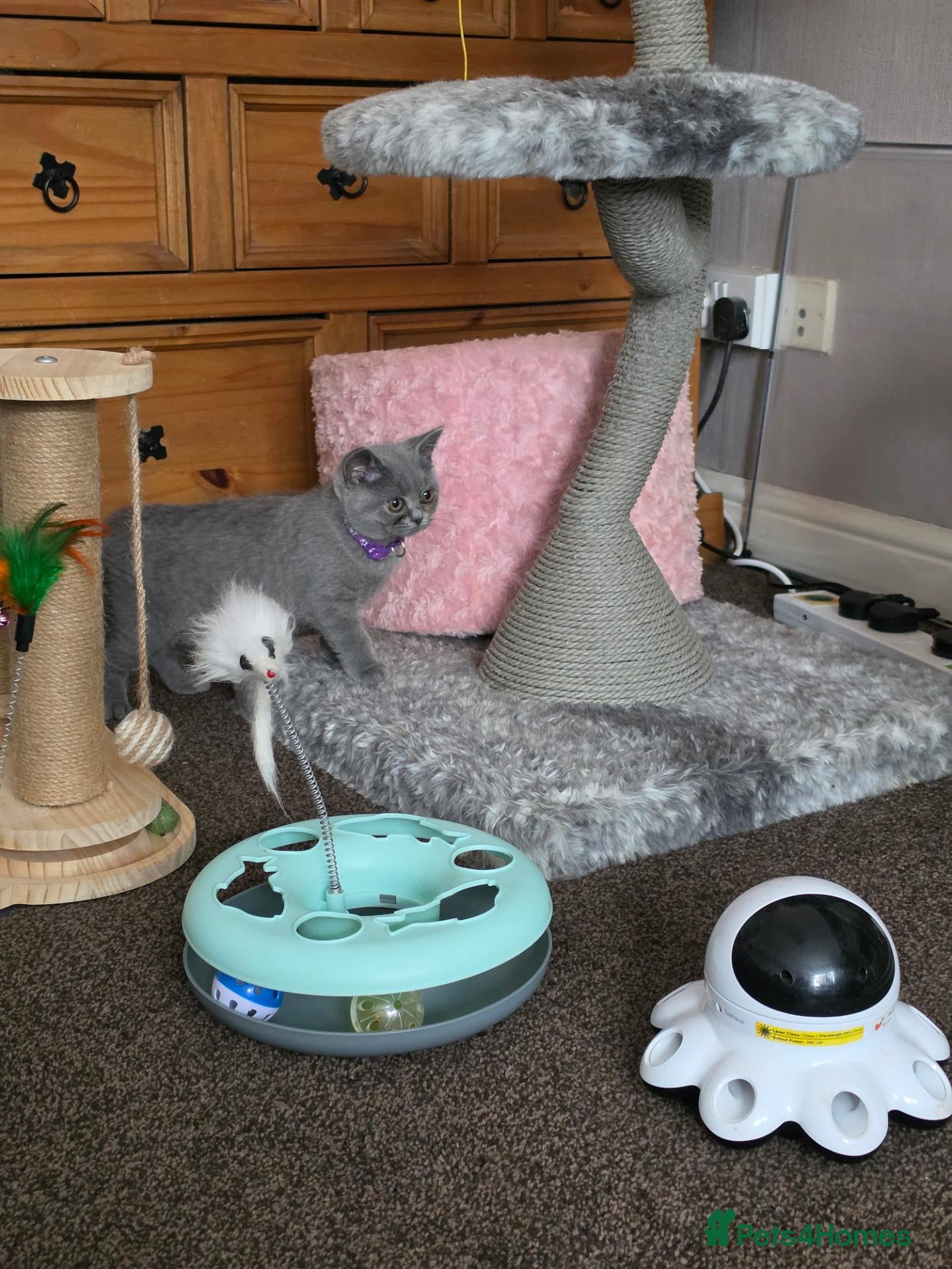 British Shorthair cats for sale:  Ready Now, tica, pet home - Advert 1