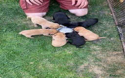 Labrador Retriever dogs for sale: Gorgeous Fox red / black Labrador puppies  - Image 3