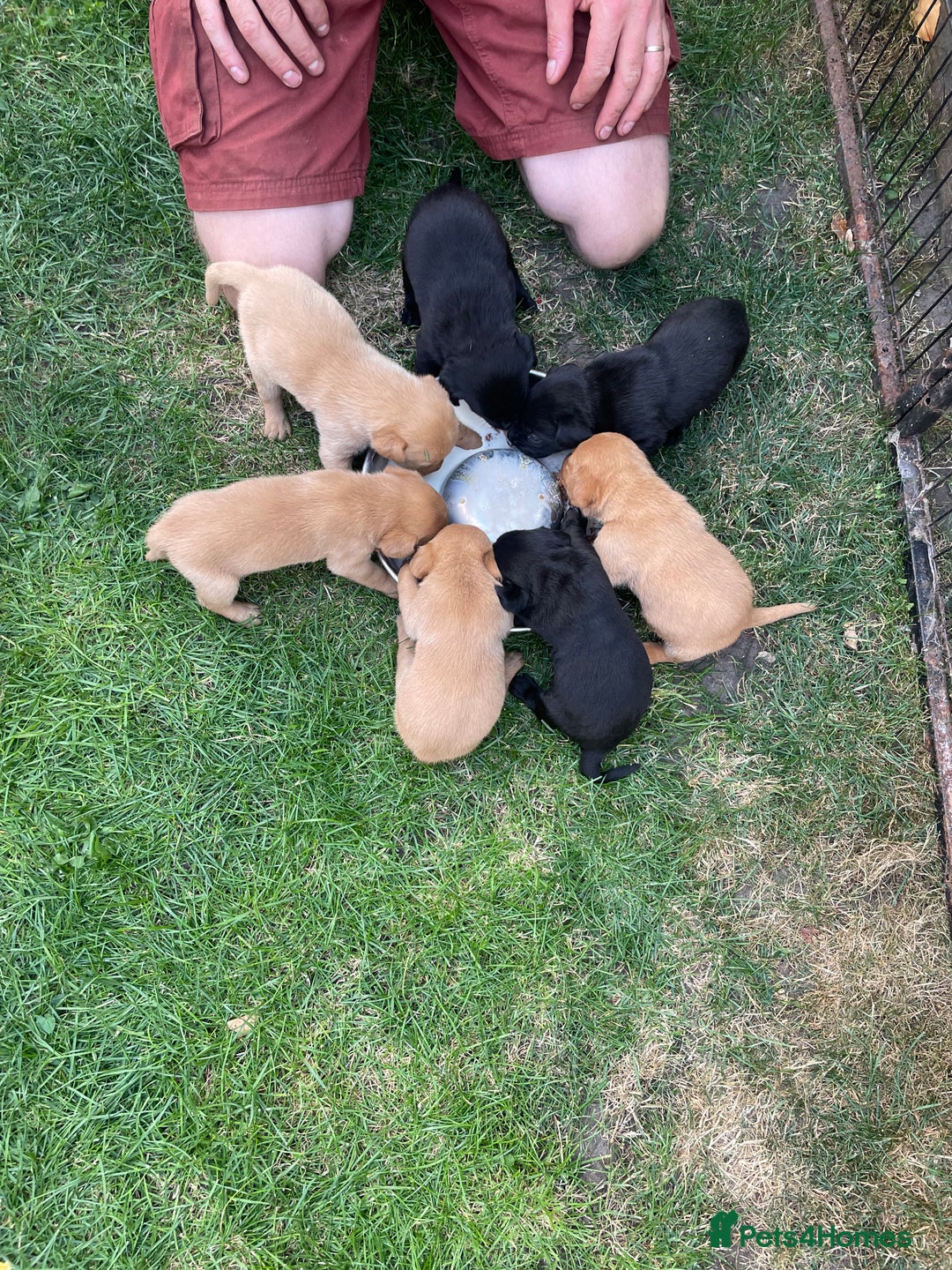 Labrador Retriever dogs for sale: Gorgeous Fox red / black Labrador puppies  - Image 3