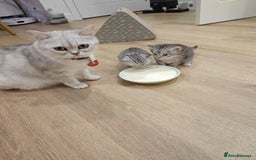 Mixed Breed cats for sale: Adorable boys kittens 3 x Silver Tabby 1x Tabby - Image 9