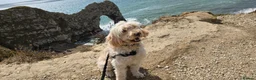 Cockapoo dogs for stud: F1 Apricot Cockapoo Male  in Southampton - Advert 1