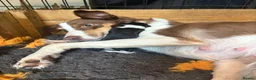 Border Collie dogs for sale: Well brought up border collie puppies  - Advert 4