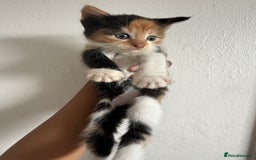 Mixed Breed cats for sale: Mix Calico and tuxedo kitten - Image 3