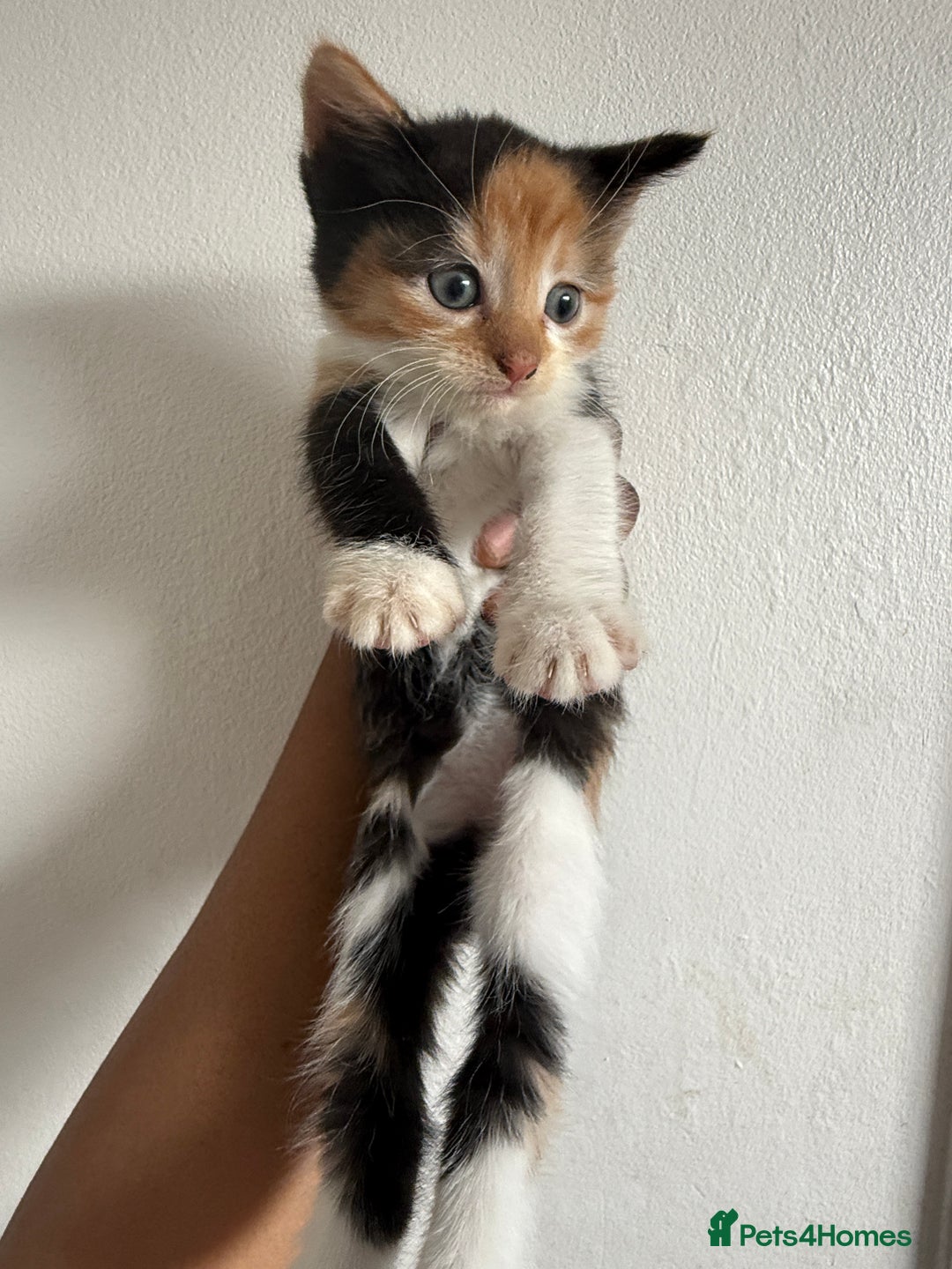 Mixed Breed cats for sale: Mix Calico and tuxedo kitten - Image 3