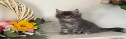 Maine Coon cats for sale: Beautiful TICA registered Maine coon kittens  - Advert 8