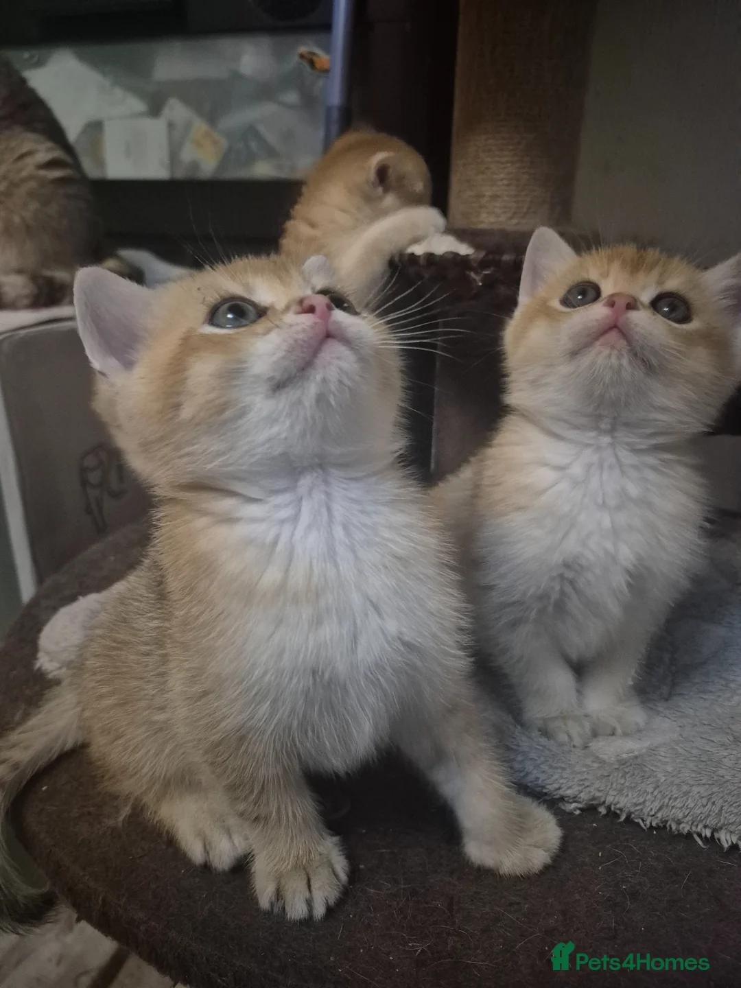 British Shorthair cats for sale: British shorthair kittens - Advert 2