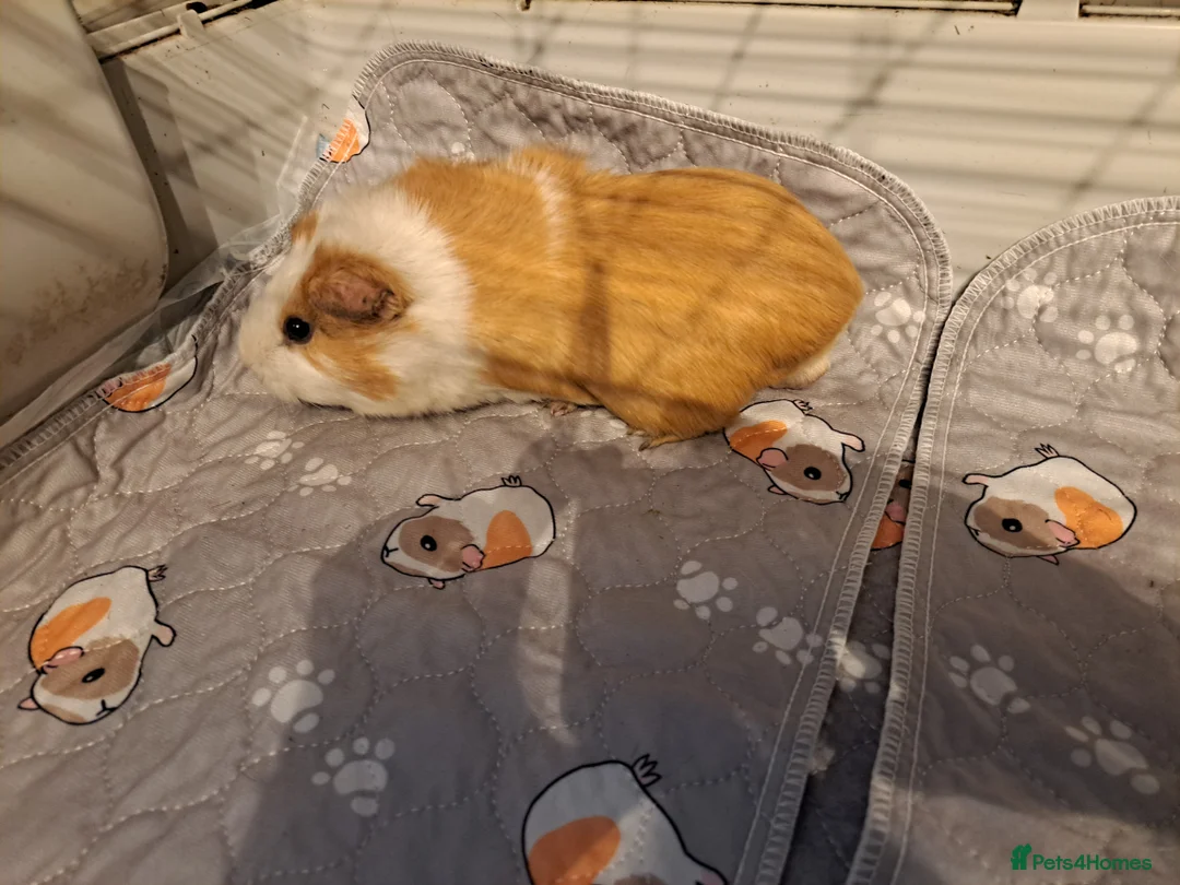 Guinea Pig rodents for sale: Female guinea pig around 4 years old - Advert 6