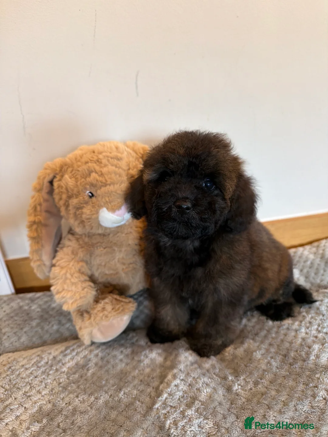 Poochon dogs for sale: Beautiful poochon puppies  in Llanelli - Advert 2