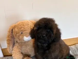 Poochon dogs Beautiful poochon puppies - Advert 4
