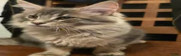 Maine Coon cats for sale: ❤️ TICA Registered Maine Coon Kittens Ready Now ❤️ - Advert 9