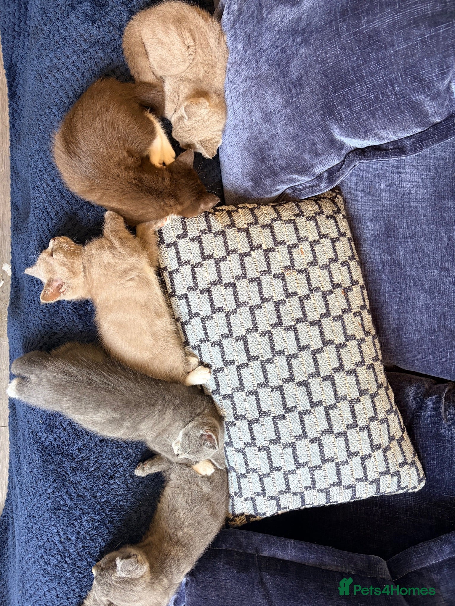 British Shorthair cats British Shorthair kittens - Advert 2