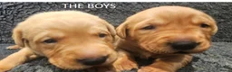 Labrador Retriever dogs for sale: Red Fox Labs : Health Checked-KC Reg,FTCH Pedigree - Advert 7