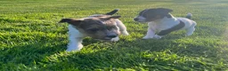 Jack Russell dogs for sale: Jack Russell puppies  - Advert 12
