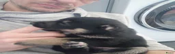 Shepsky dogs for sale: German Shepherd pups - Advert 29
