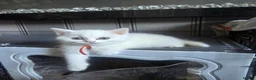 British Shorthair cats for sale: Beautiful kittens  - Advert 3