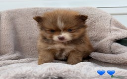 Pomeranian dogs for sale: Pomeranian - Image 5