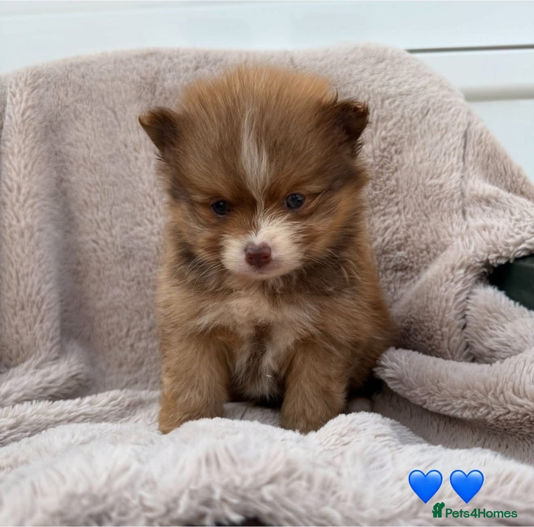 Pomeranian dogs for sale: Pomeranian - Image 5
