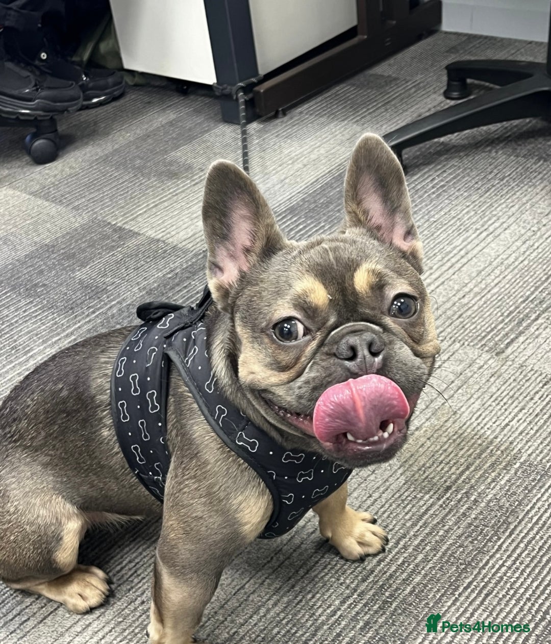 French Bulldog dogs for sale: 1 Female French Bulldog  - Advert 1