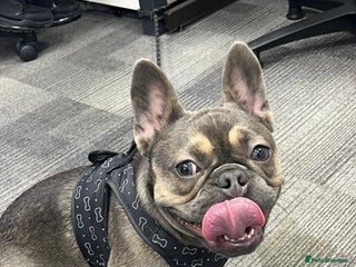 French Bulldog dogs 1 Female French Bulldog - Advert 1