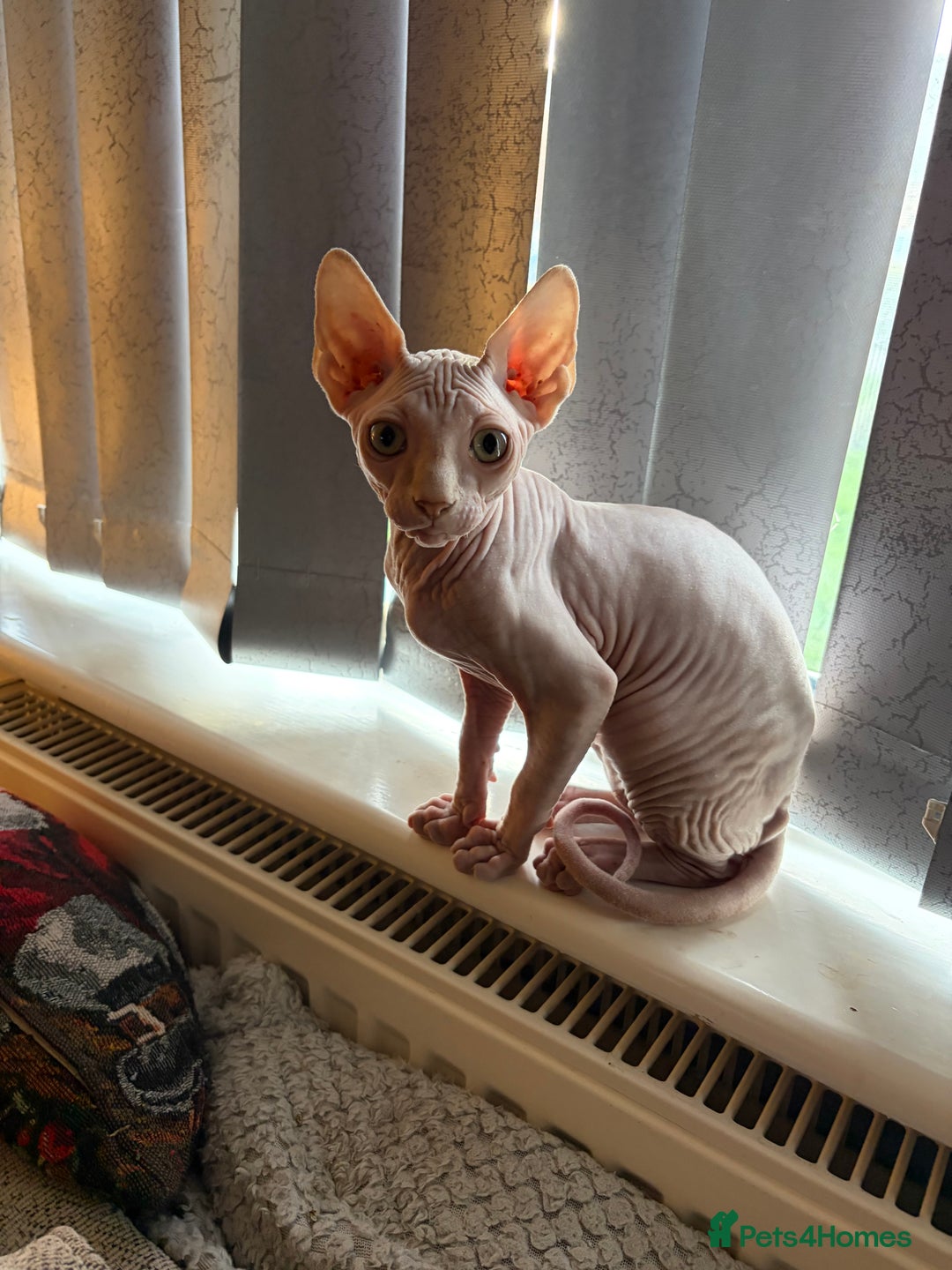 Sphynx cats for sale: Sphynx boy - Advert 6