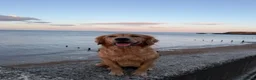 Golden Retriever dogs for sale: GOLDEN RETRIEVER PUPPIES FOR SALE in Crook - Advert 6
