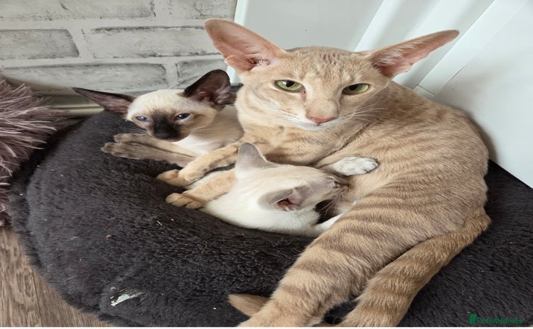 Siamese cats - Advert 1