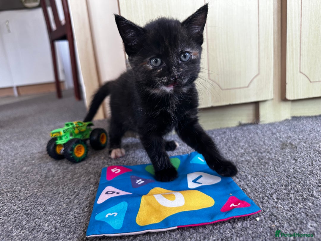 Mixed Breed cats for sale: Kittens for sale  - Image 4