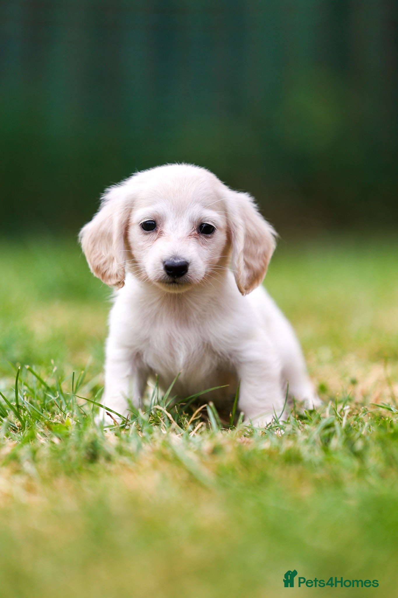 Miniature Dachshund dogs Apollo babies cream kc reg miniature dachshunds  - Advert 12