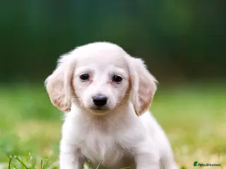 Miniature Dachshund dogs Apollo babies cream kc reg miniature dachshunds - Advert 12