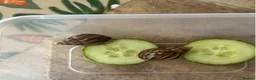 Snails invertebrates for sale: 15 in total African land snails  - Advert 2