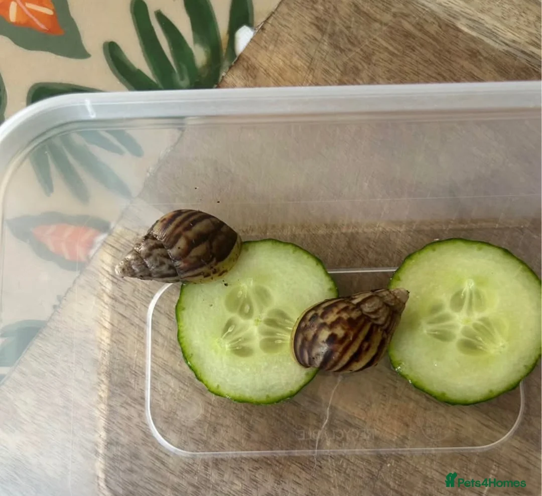 Snails invertebrates for sale: 15 in total African land snails  - Advert 2