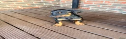 Dobermann dogs for sale: EXCEPTIONAL HOME BRED DOBERMANN PUPPIES - Advert 11