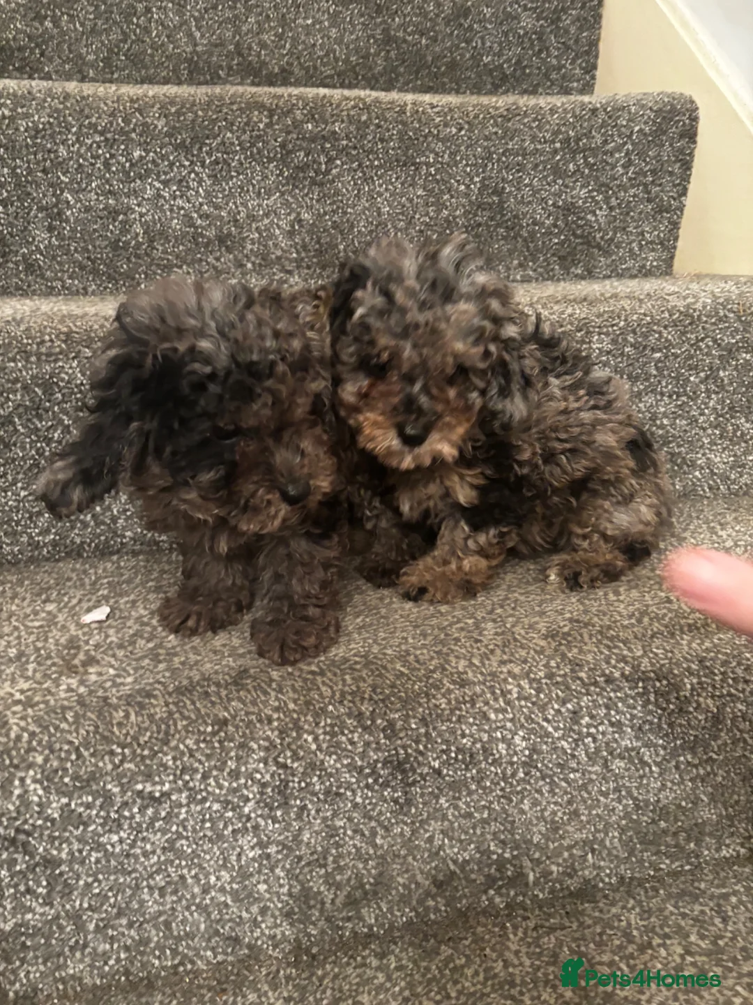 Poochon dogs for sale: Two Merle Poochon Pups - Advert 2