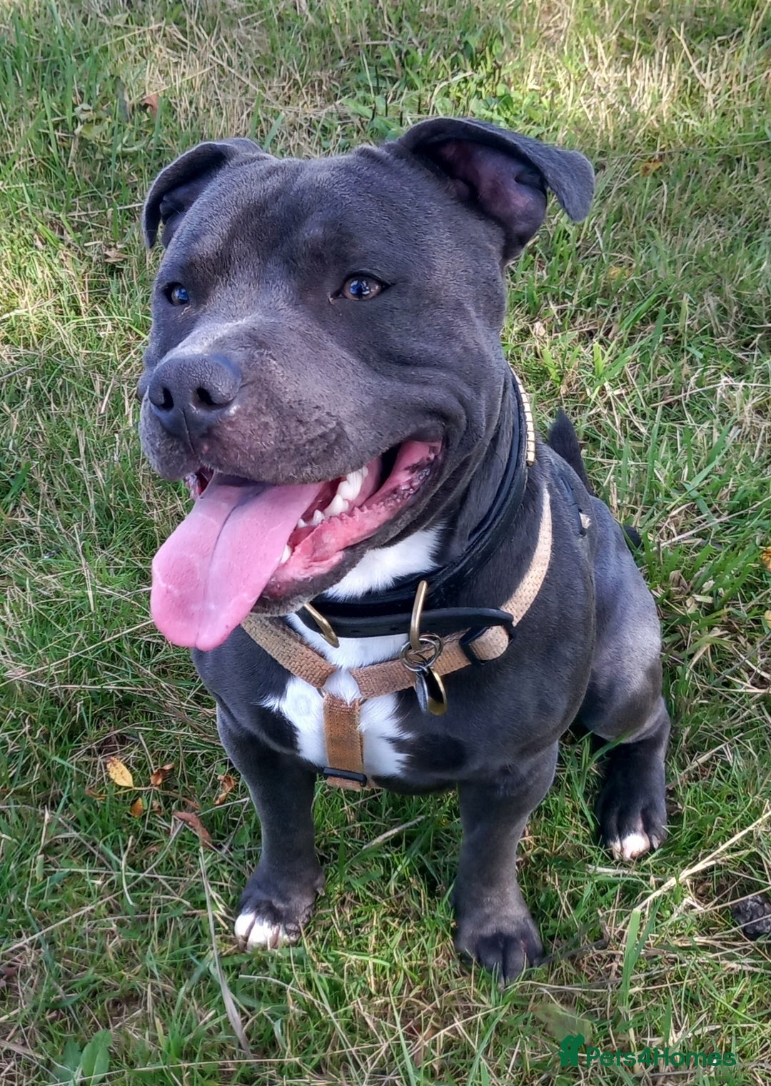 Staffordshire Bull Terrier dogs for stud: Blue staffordshire bull terrier for stud - Advert 3