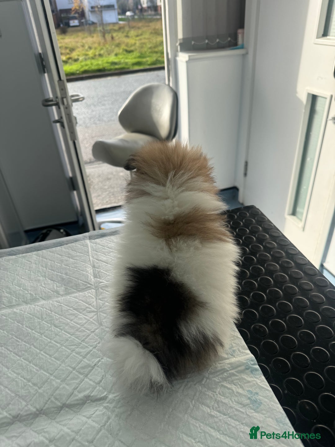 Pomeranian dogs for sale: Unique patterned Pomeranians 🩵 - Advert 12