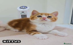 British Shorthair cats for sale: Adorable Kittens Ready For New Home-Left One - Image 8