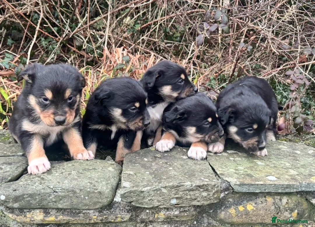 Mixed Breed dogs for sale: Adorable Bundles of Joy - Advert 3