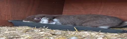Mini Lop rabbits for sale: Mini lops bunnies  - Advert 3