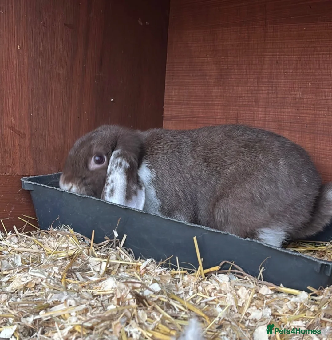 Mini Lop rabbits for sale: Mini lops bunnies  - Advert 3
