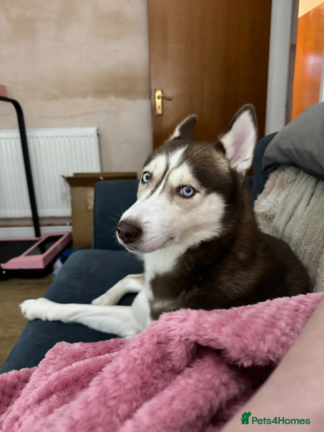 Mixed Breed dogs for sale: Siberian husky looking for forever home - Advert 1