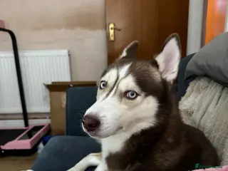 Mixed Breed dogs Siberian husky looking for forever home - Advert 1