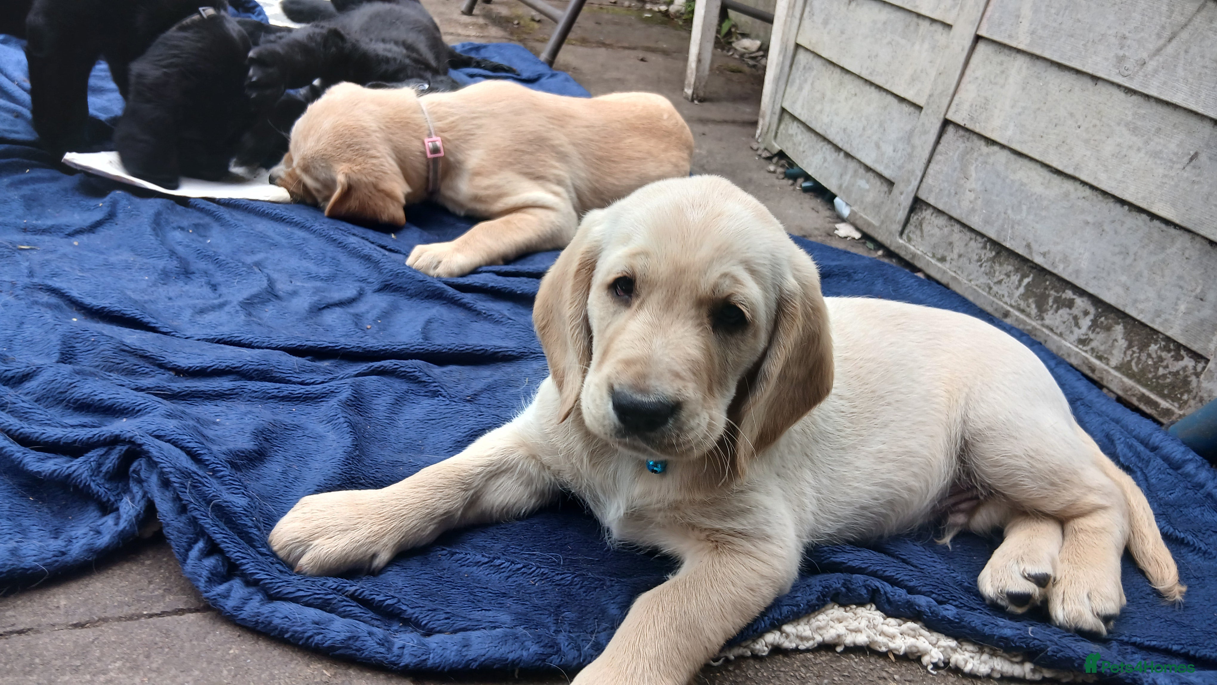 Mixed Breed dogs for sale: Ready Gorgeous Cockapoo x Gold Retriever x pups  - Advert 19