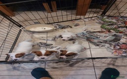 Parson Russell dogs for sale: Parson Russell for sale - Image 6
